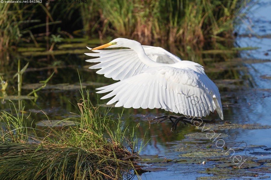 Kuva Jalohaikara Ardea Egretta Alba Jalohaikara Lennossa Lento kuva-jalohaikara-ardea-egretta-alba-jalohaikara-lennossa-lento