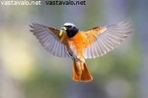 leppalintu