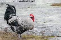 Kreikkalainen porno teini