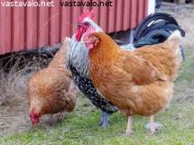 vapaa musta kukkoalasti teini pillua videot