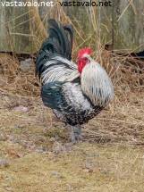 vapaa Pinay Teini Seksi