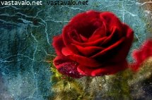 rose
