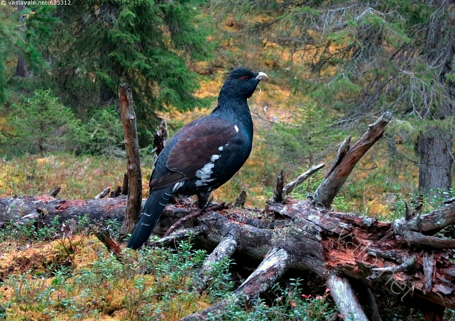kuva-metso-metso-tetrao-urogallus-mets-kanalintu-riista-riistalintu