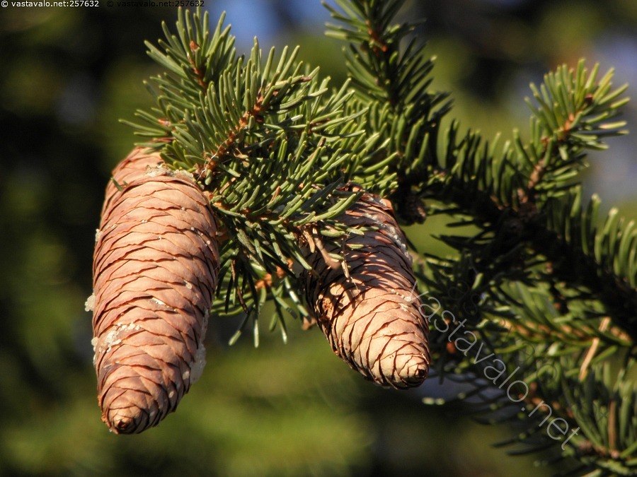 Kuva: Käpykaksikko - kuusi picea näre kuusenkäpy kuusenkävyt ...