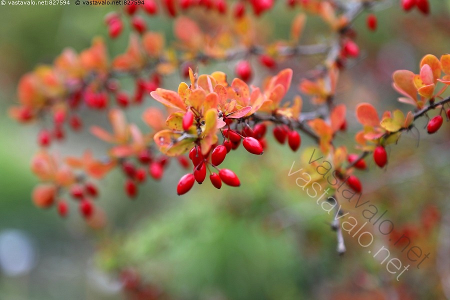 kuva-pihan-v-ripilkku-japaninhappomarja-berberis-thunbergii