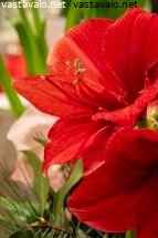 punainen-amaryllis