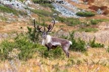 tuijotusta-puolin-ja-toisin