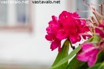 alppiruusu