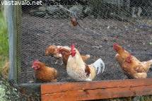 julkkis anaali porno