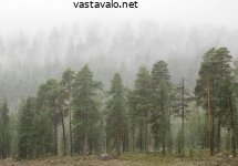 usvainen-metsikko