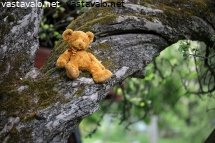 pieni-nalle-isossa-puussa