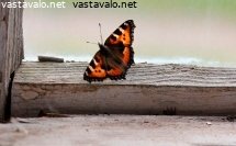 vankina-navetassa