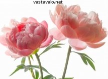 kukkivat-pionit