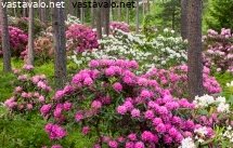 rodopuistossa-riittaa-ihailtavaa