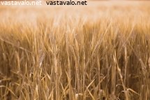 auringon-kultaamaa-viljaa