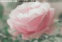 maailma-ruusunpunaisten-silmalasien-lapi