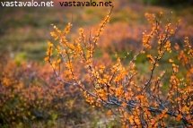oranssia-tulvillaan
