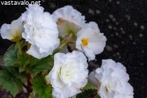 valkoinen-ruusubegonia-haudalla
