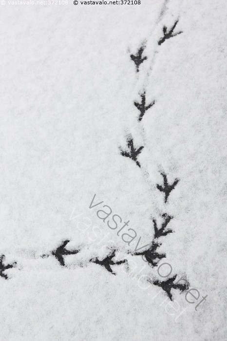 Kuva Jaljet Lumessa Jalki Jaljet Linnun Jalanjalki Jalanjaljet Lumi Luminen Lumella Kuvapankki Kuvatoimisto Vastavalo Net lumi luminen lumella