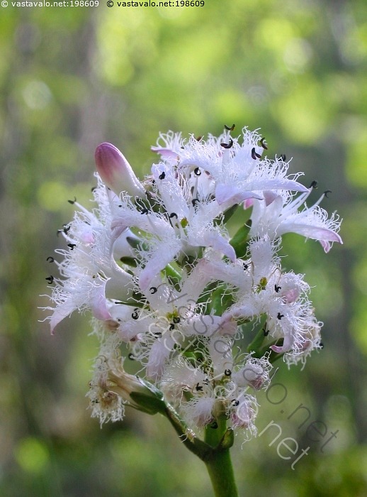 kuva-raate-kasvi-valkoinen-kukka-kukkii-kukkia-nuppu-raate