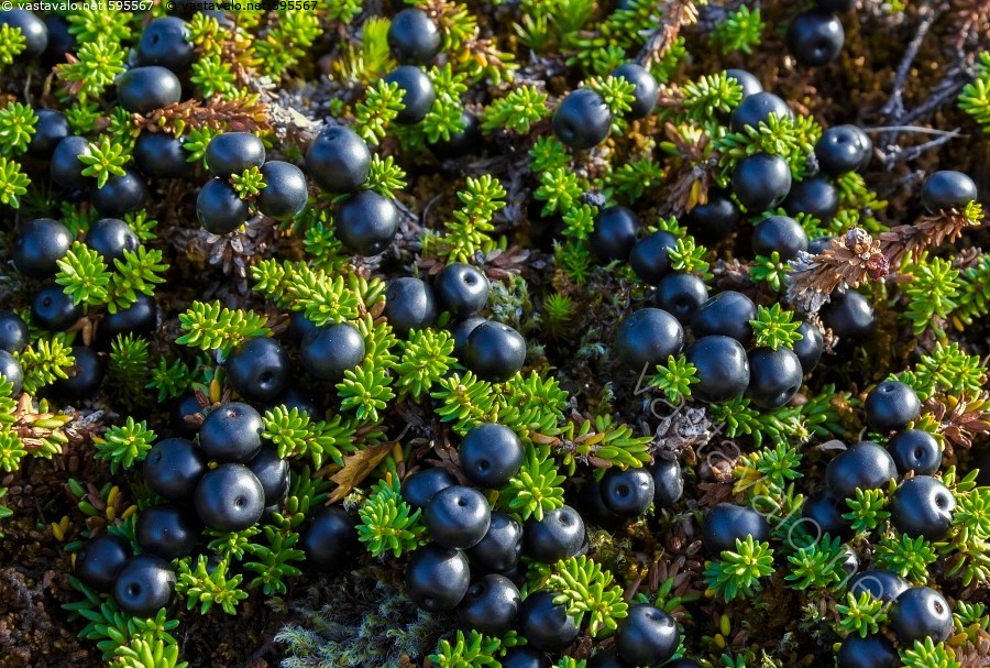 Kuvahaun tulos haulle variksenmarja