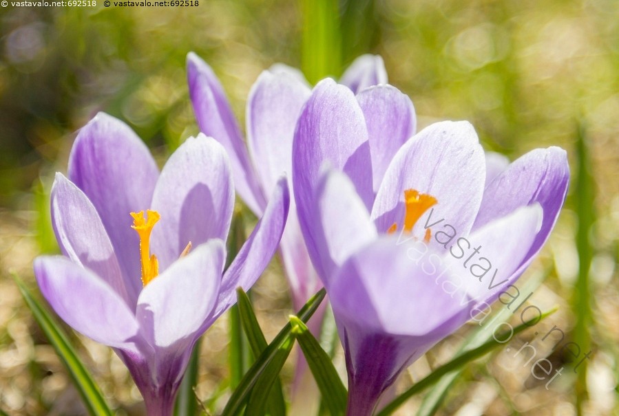 Kuva: Krookus - krookus krookukset Crocus sahrami sahramit kasvu ...