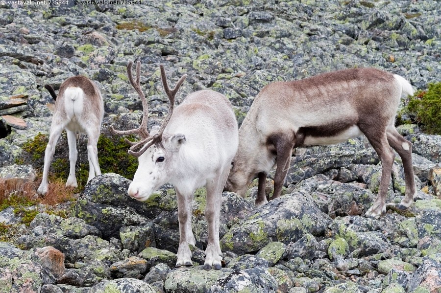 Kuva Ruokaa Rakassa Poro Rangifer Tarandus Porot Valkoinen Paa Sarvet Lappi Porotokka Kuvapankki Kuvatoimisto Vastavalo Net vastavalo