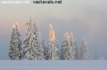 kuusikko