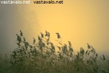 auringon-kulta