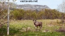 hirvi