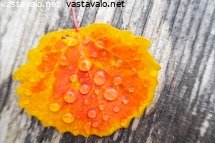 haavan-lehti-ruskan-vareissa