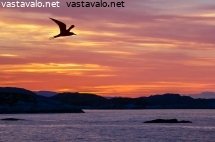 auringonlasku-jaamerella