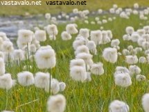 suovilla