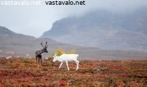 valkoinen-poro