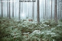 satumetsan-kettu