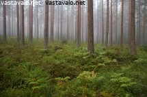 sumuinen-metsa