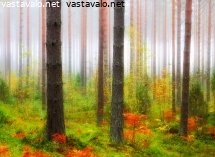 mielikuvituksellinen-metsa