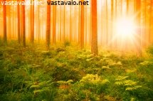 aurinkoinen-metsa
