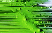 maalipensseli