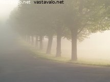 puut-sumussa