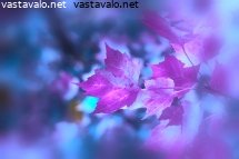 erilaiset-vaahteranlehdet