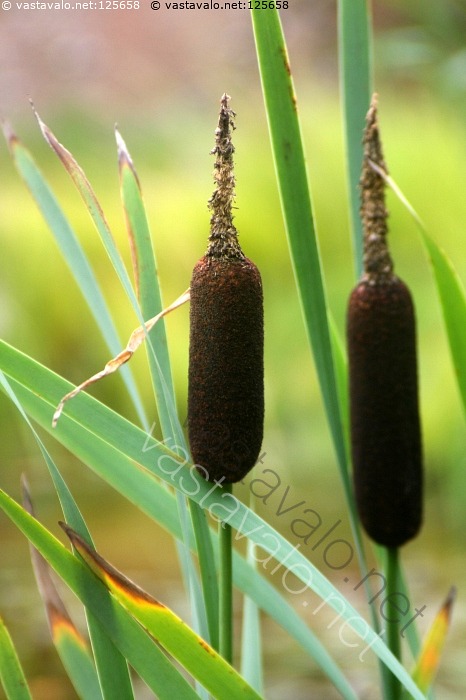 kuva-osmank-mi-kasvit-plantae-siemenkavit-magnoliophyta-poales