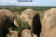 serengeti