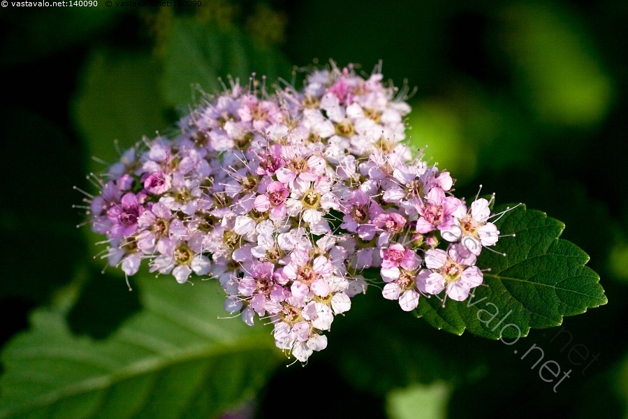 kuva-ruusuangervo-spiraea-japonica-spiraea-japonica-japaninangervo