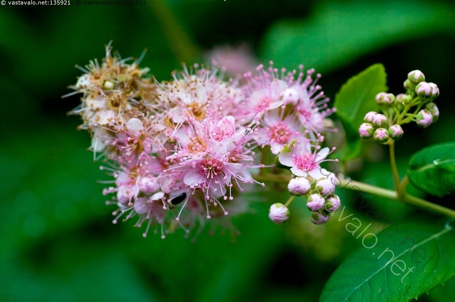 kuva-ruusuangervo-spiraea-japonica-spiraea-japonica-japaninangervo