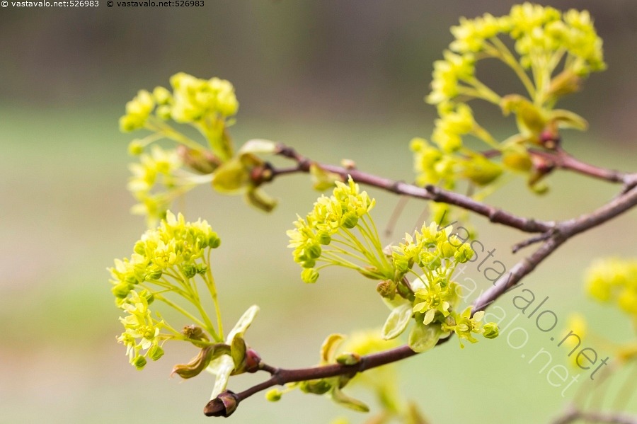 kuva-vaahteran-kukat-acer-platanoides-jalopuu-keltainen-kev-t-kukka