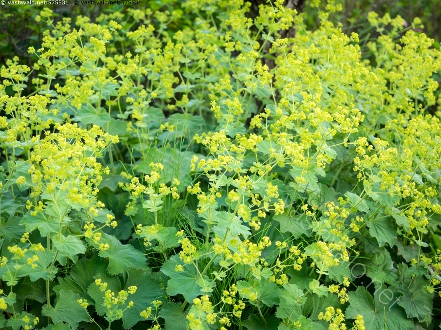 kuva-j-ttipoimulehti-alchemilla-mollis-j-ttipoimulehti-kellanvihre