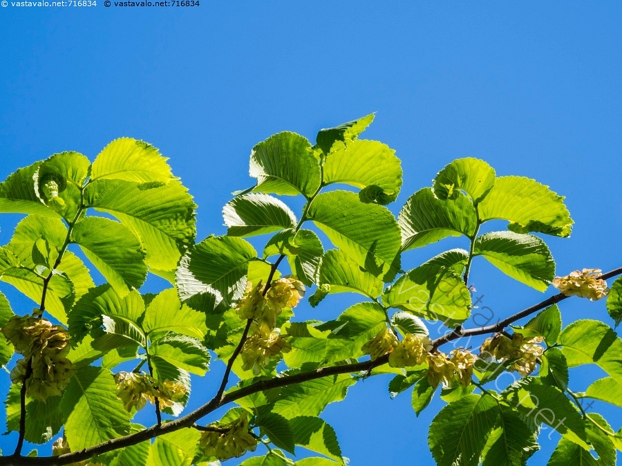 Kuva Vuorijalava Kukkii Ulmus Glabra Hele n Vihre Jalava Jalopuu kuva-vuorijalava-kukkii-ulmus-glabra-hele-n-vihre-jalava-jalopuu