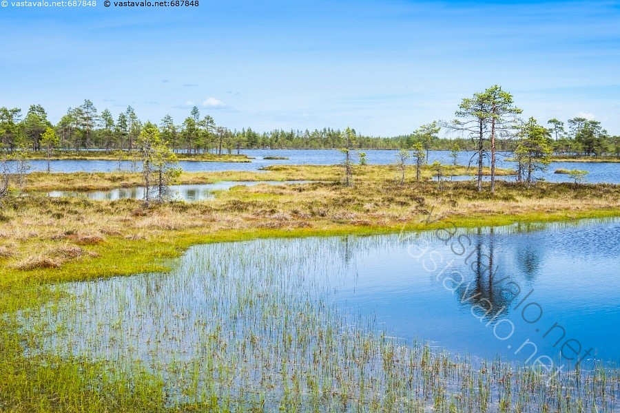 Kuva Kauhaneva Kauhaneva KauhanevanPohjankankaan kansallispuisto