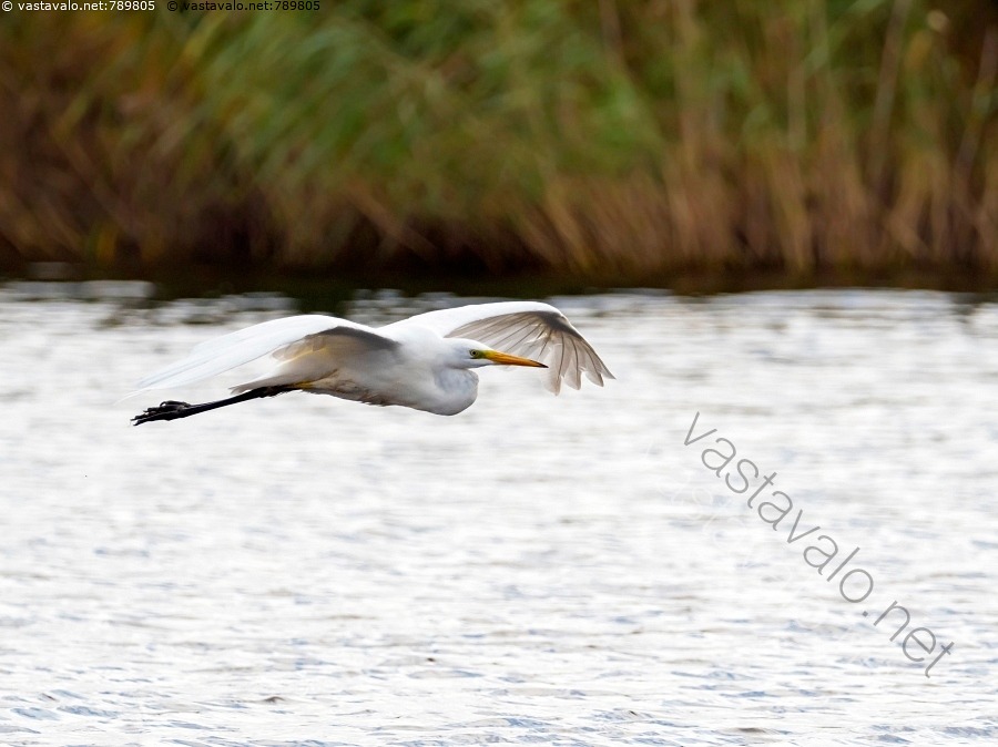 Kuva Jalohaikara Lennossa Ardea Egretta Alba Jalohaikara Lennossa kuva-jalohaikara-lennossa-ardea-egretta-alba-jalohaikara-lennossa